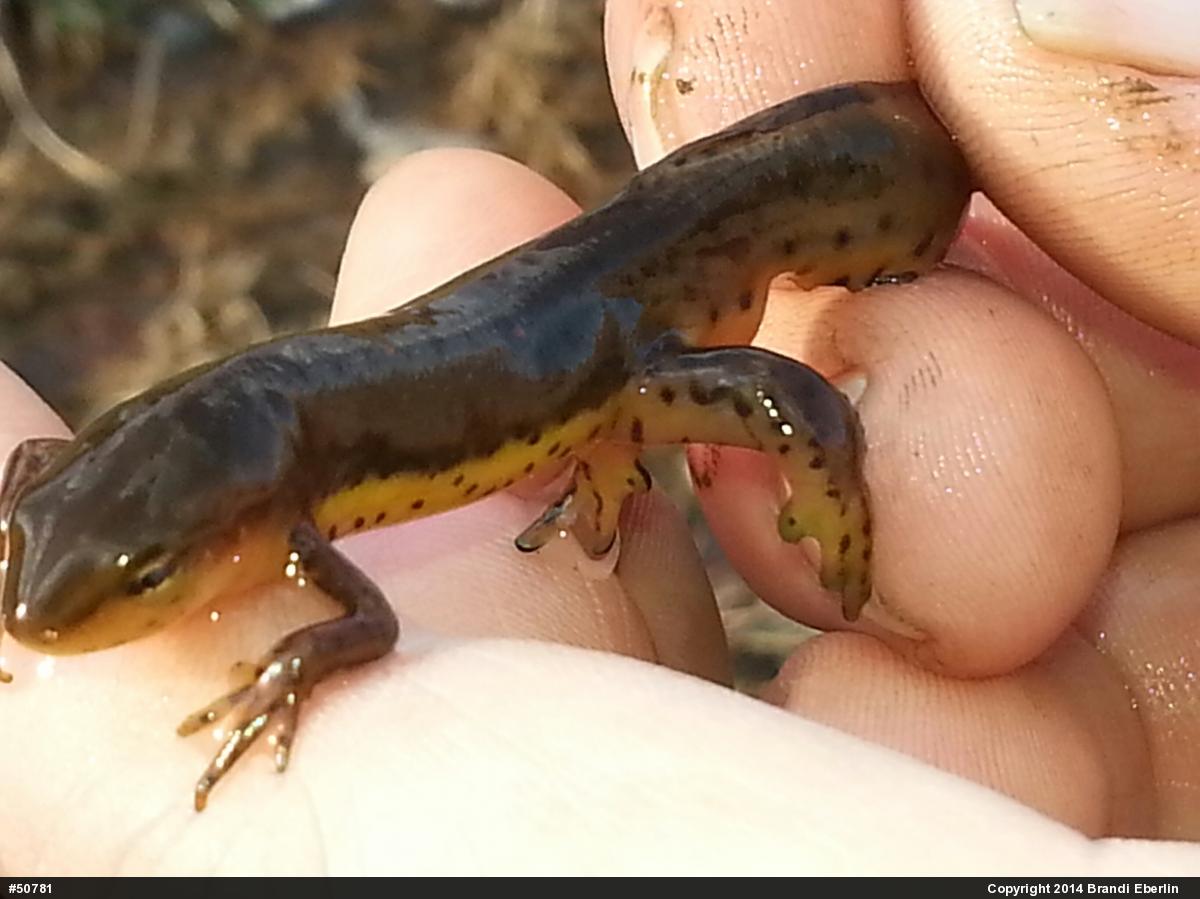 Red-spotted Newt