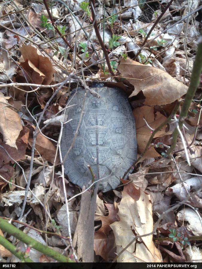 Wood Turtle