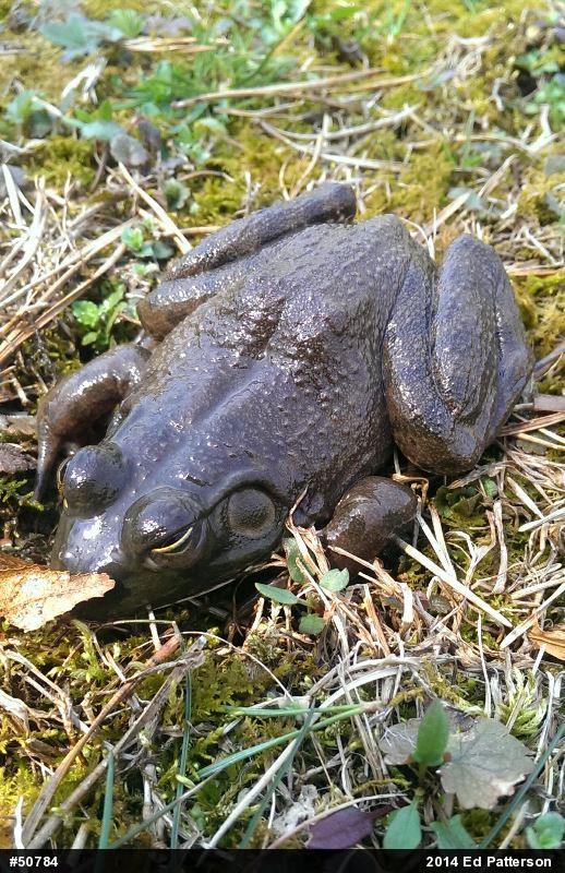 American Bullfrog