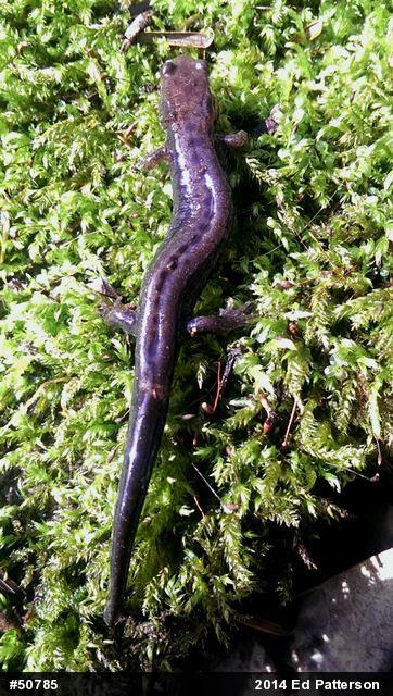 Allegheny Mountain Dusky Salamander