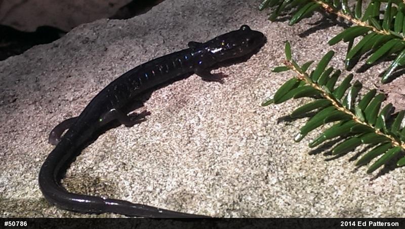 Wehrle's Salamander