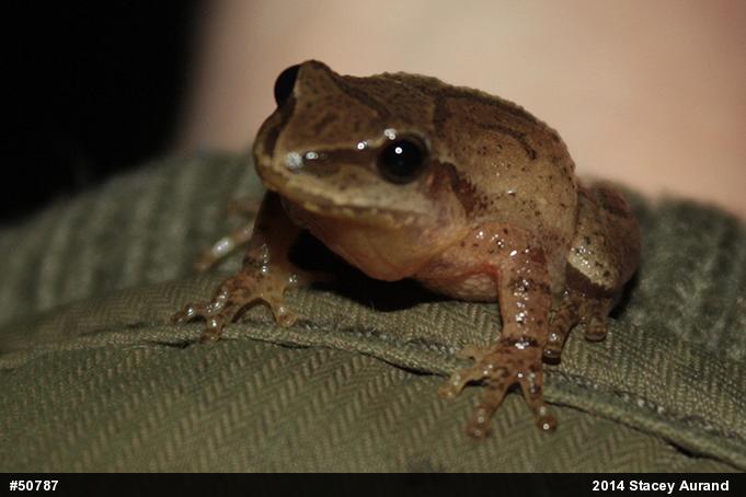 Spring Peeper
