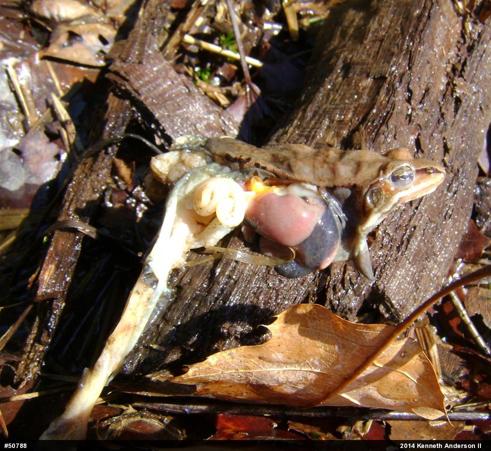 Wood Frog