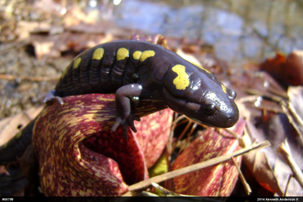 Spotted Salamander