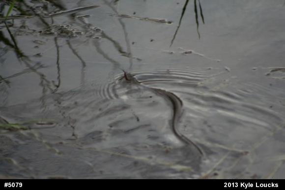 Northern Watersnake