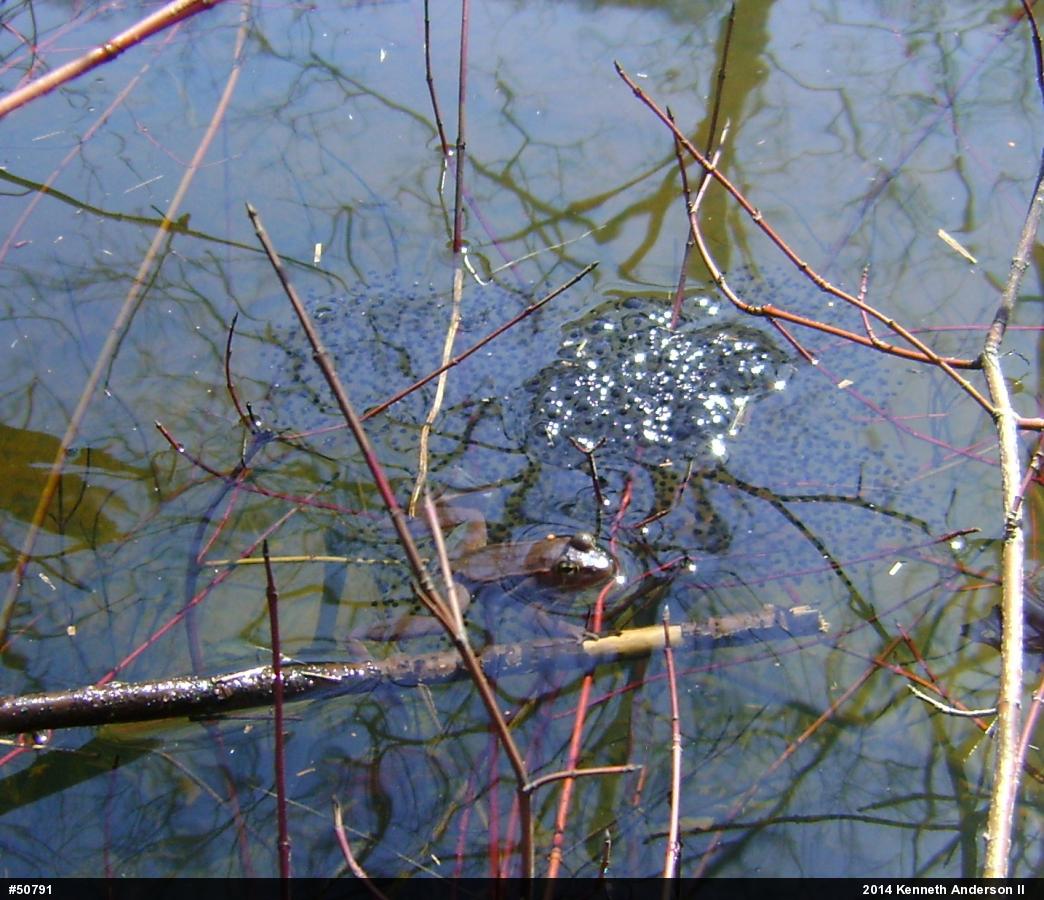 Wood Frog
