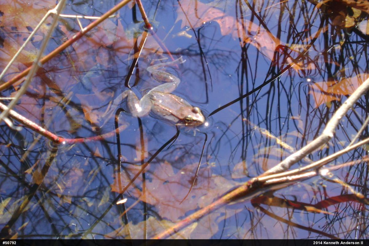 Wood Frog