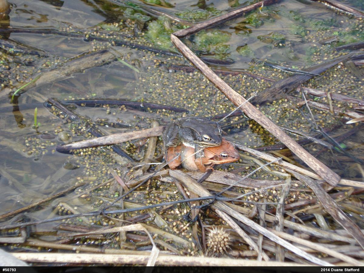 Wood Frog