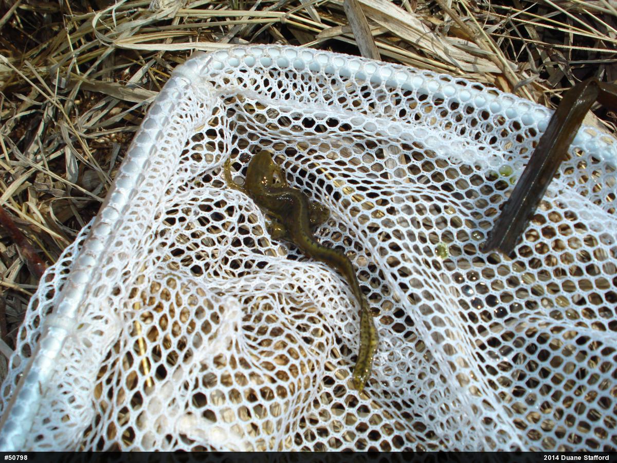 Red-spotted Newt