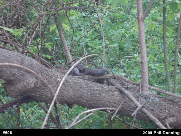 Northern Watersnake