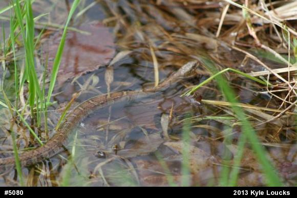 Northern Watersnake