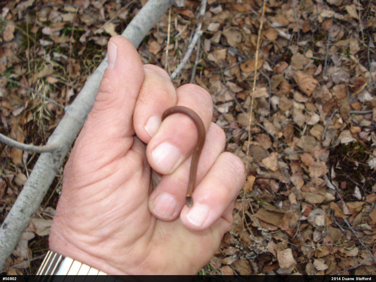 Red-bellied Snake