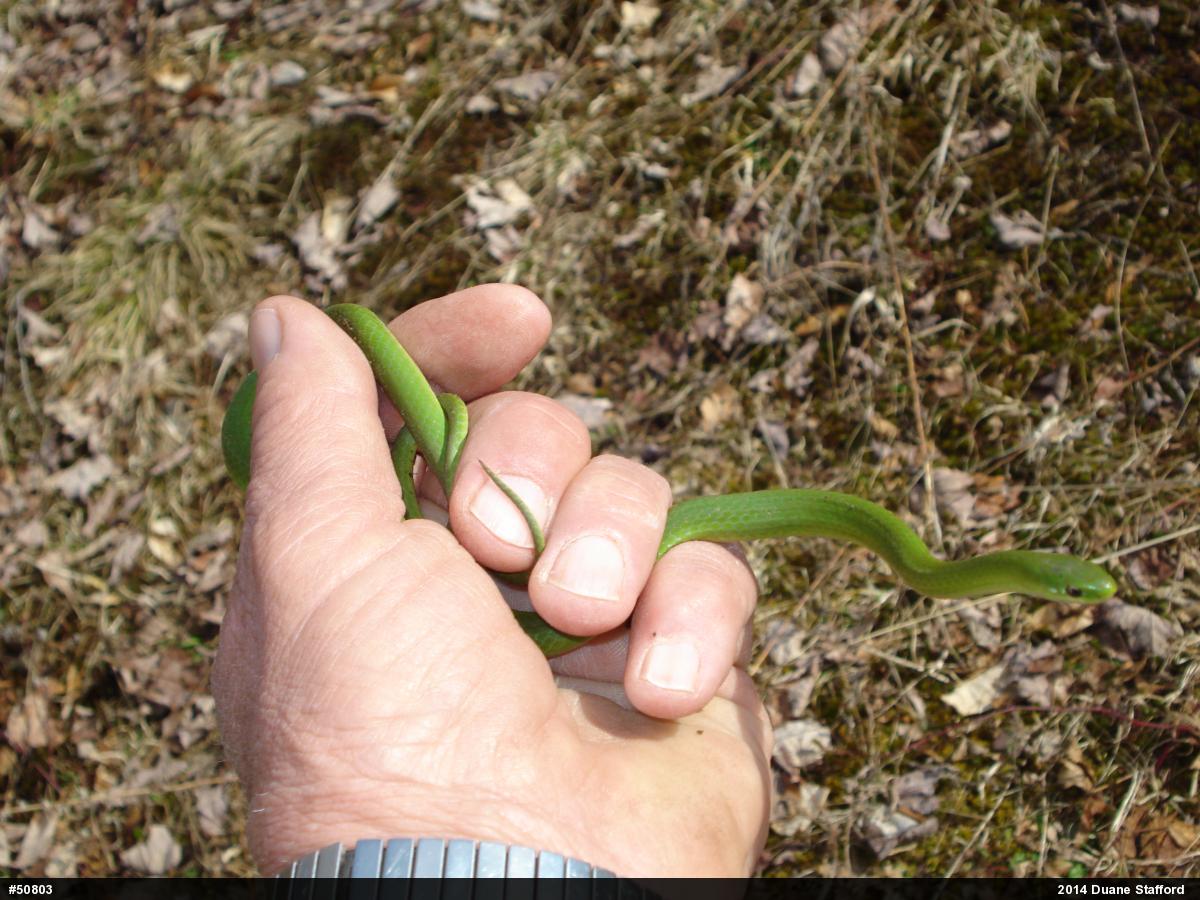 Smooth Greensnake