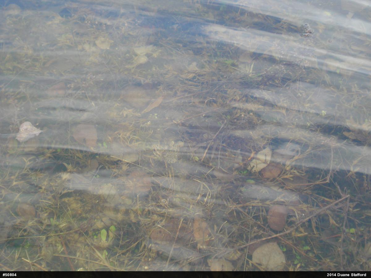 Pickerel Frog