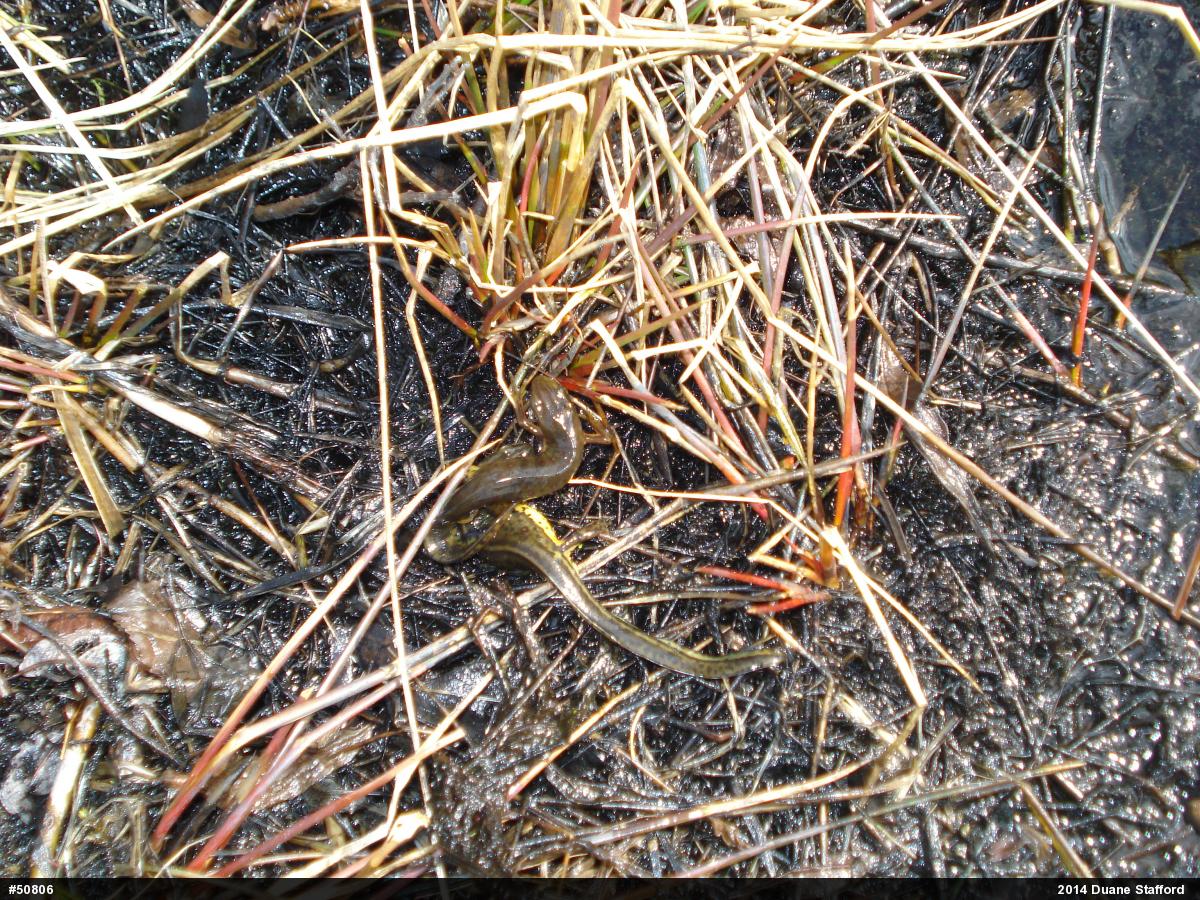 Red-spotted Newt