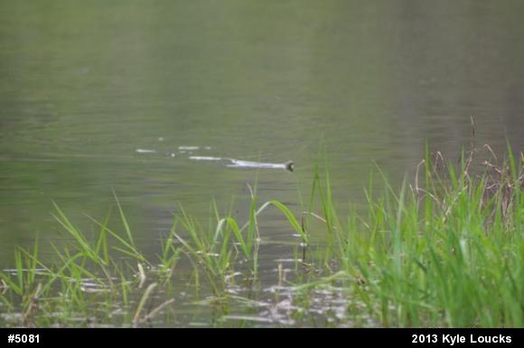 Northern Watersnake