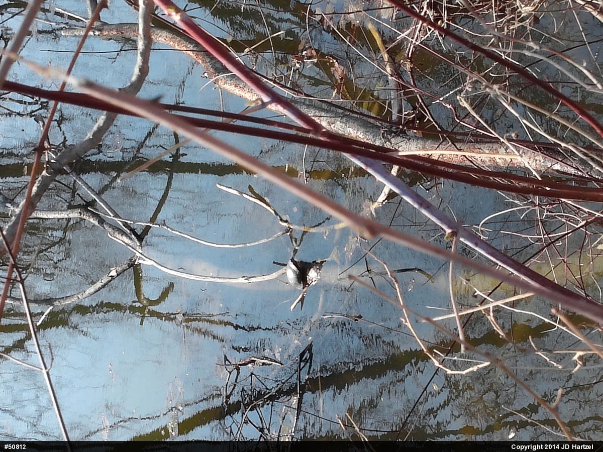 Eastern Painted Turtle