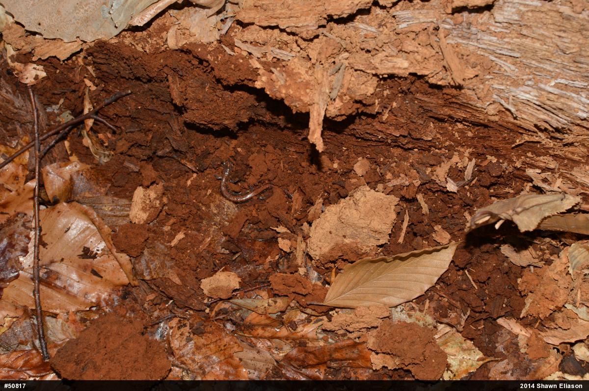 Eastern Red-backed  Salamander