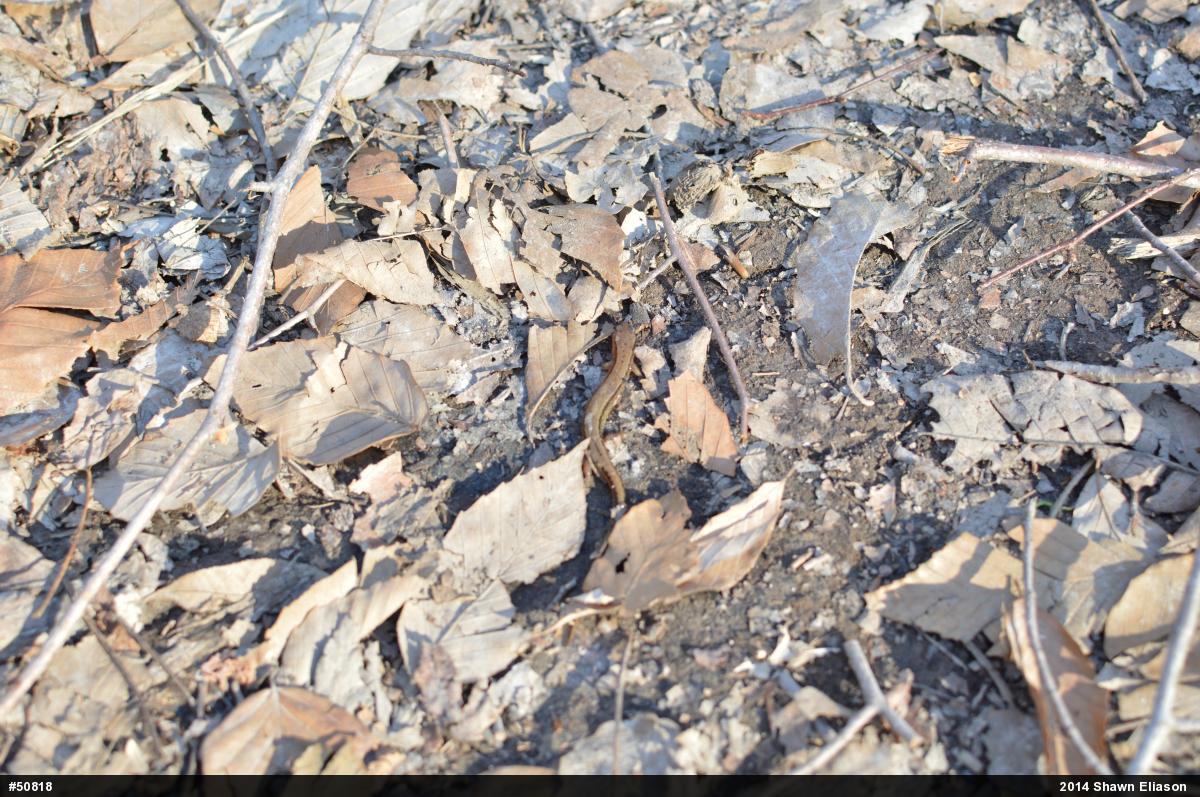 Northern Two-lined Salamander