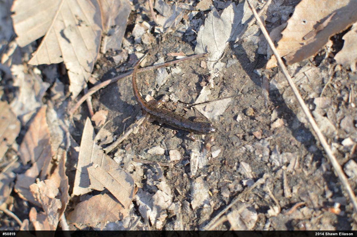Northern Dusky Salamander