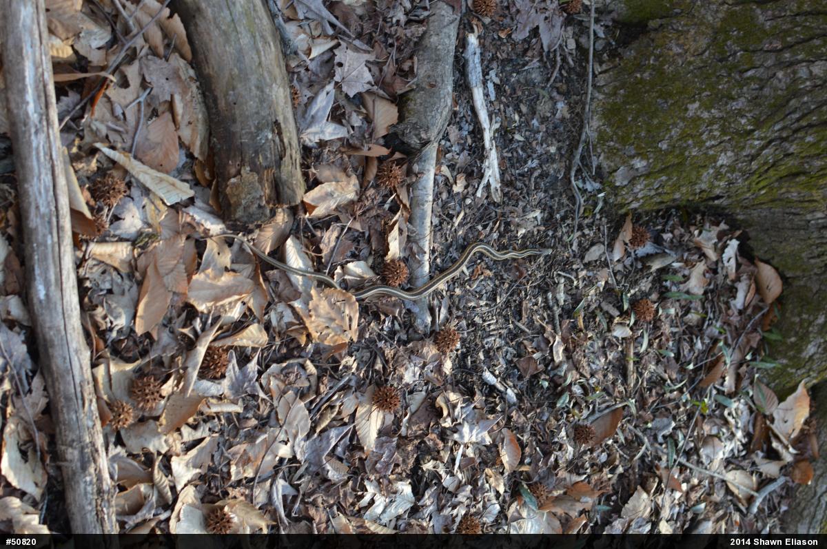 Eastern Gartersnake
