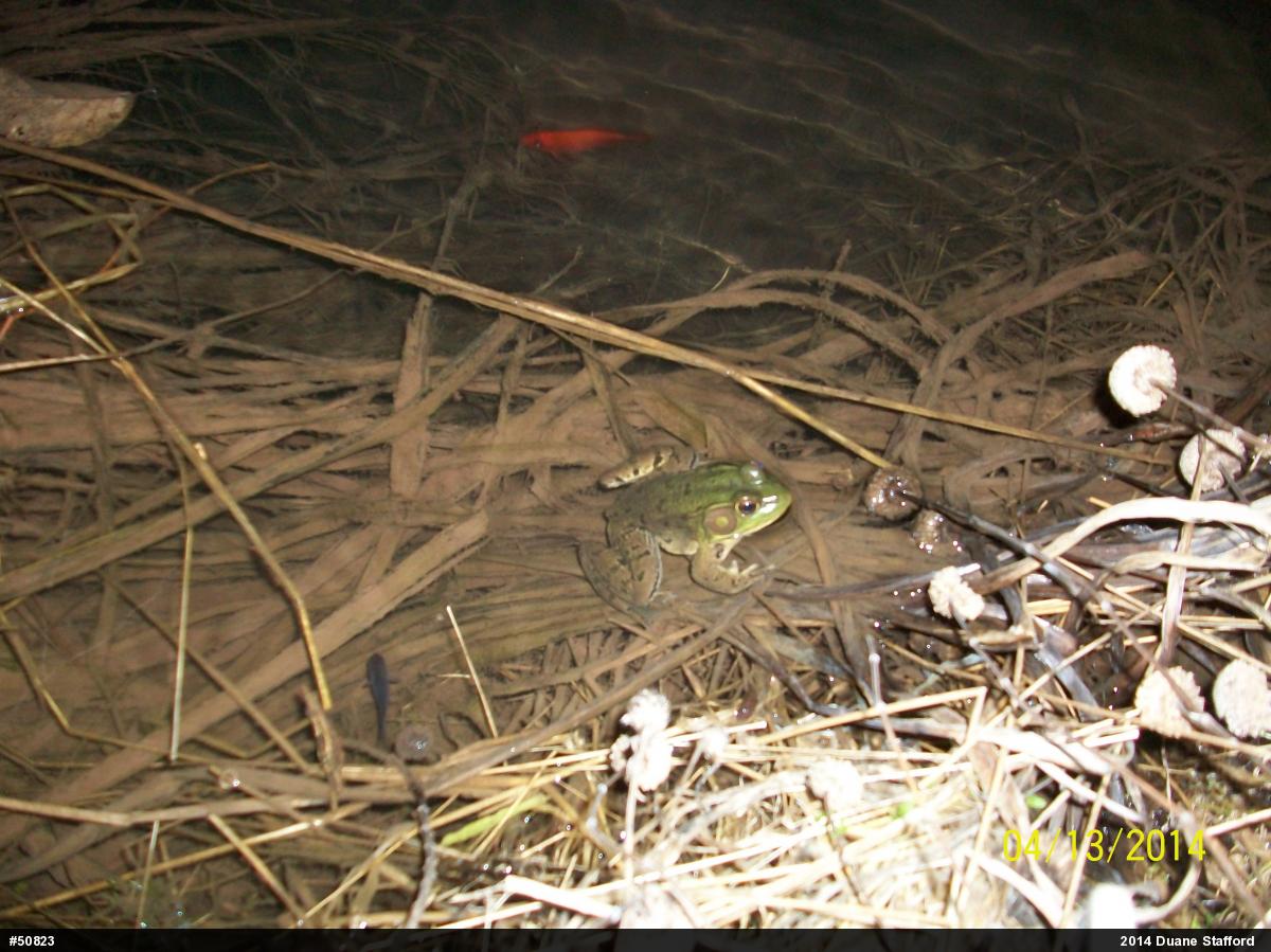Green Frog