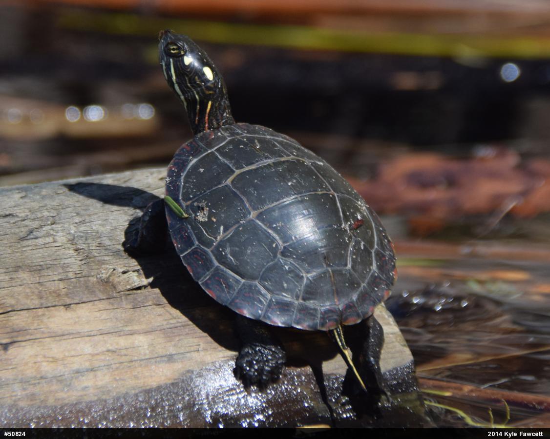Eastern Painted Turtle