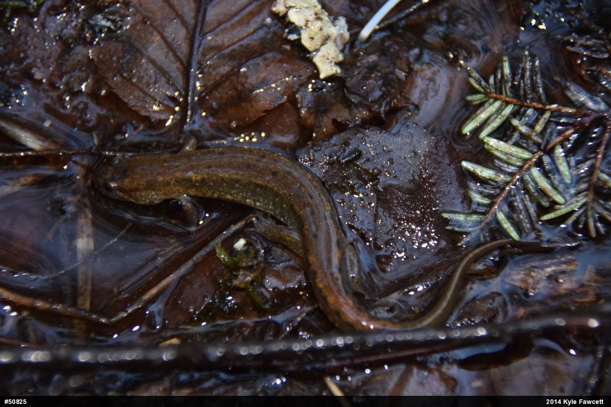 Northern Dusky Salamander