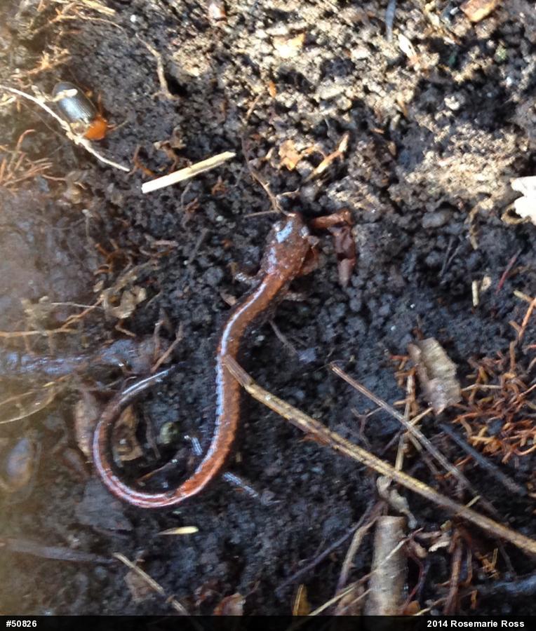 Eastern Red-backed  Salamander