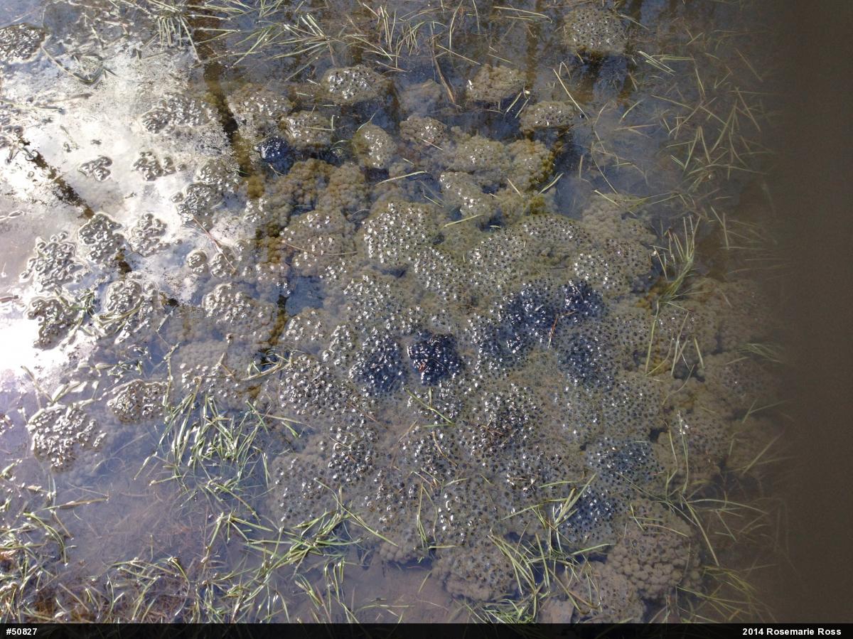Wood Frog