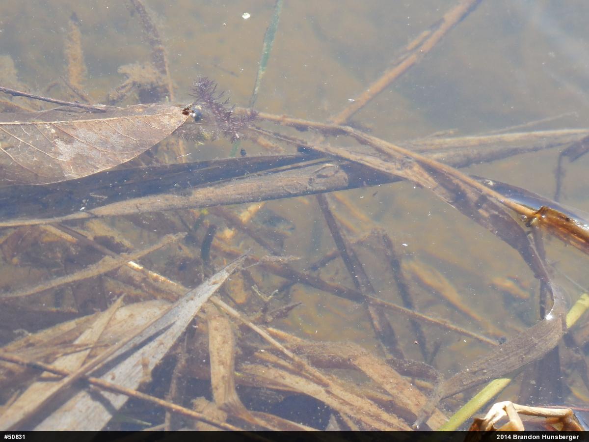 Red-spotted Newt