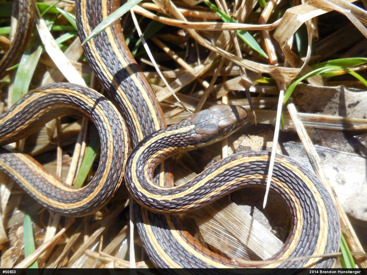 Eastern Ribbonsnake