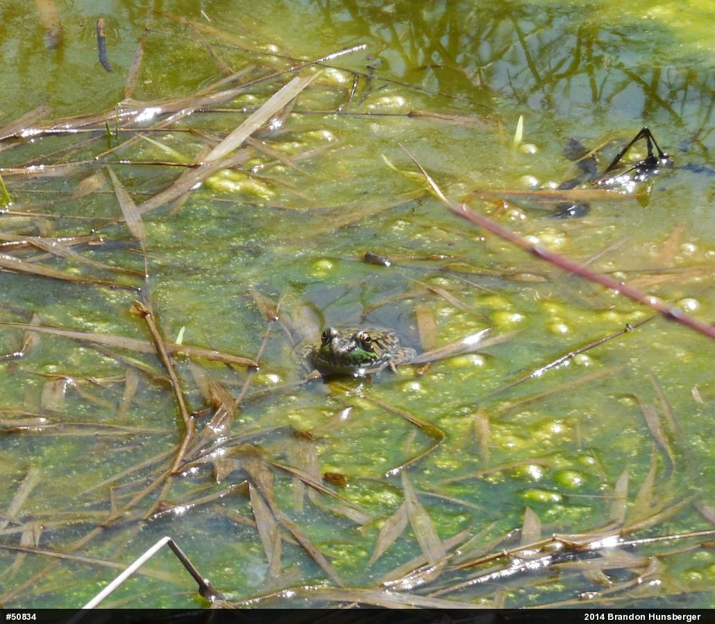 Green Frog