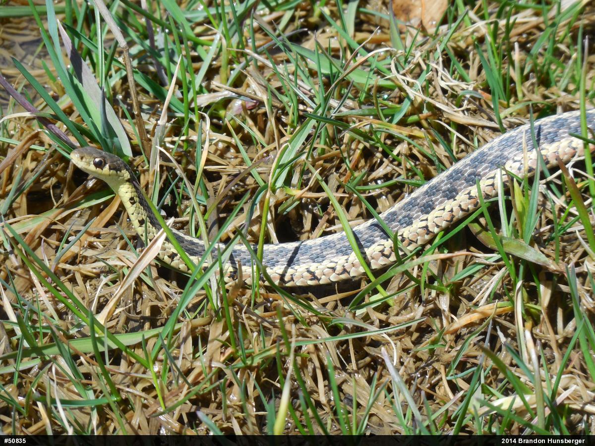 Eastern Gartersnake