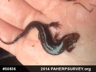 Allegheny Mountain Dusky Salamander