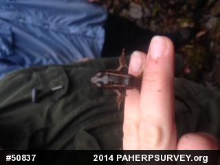 Pickerel Frog