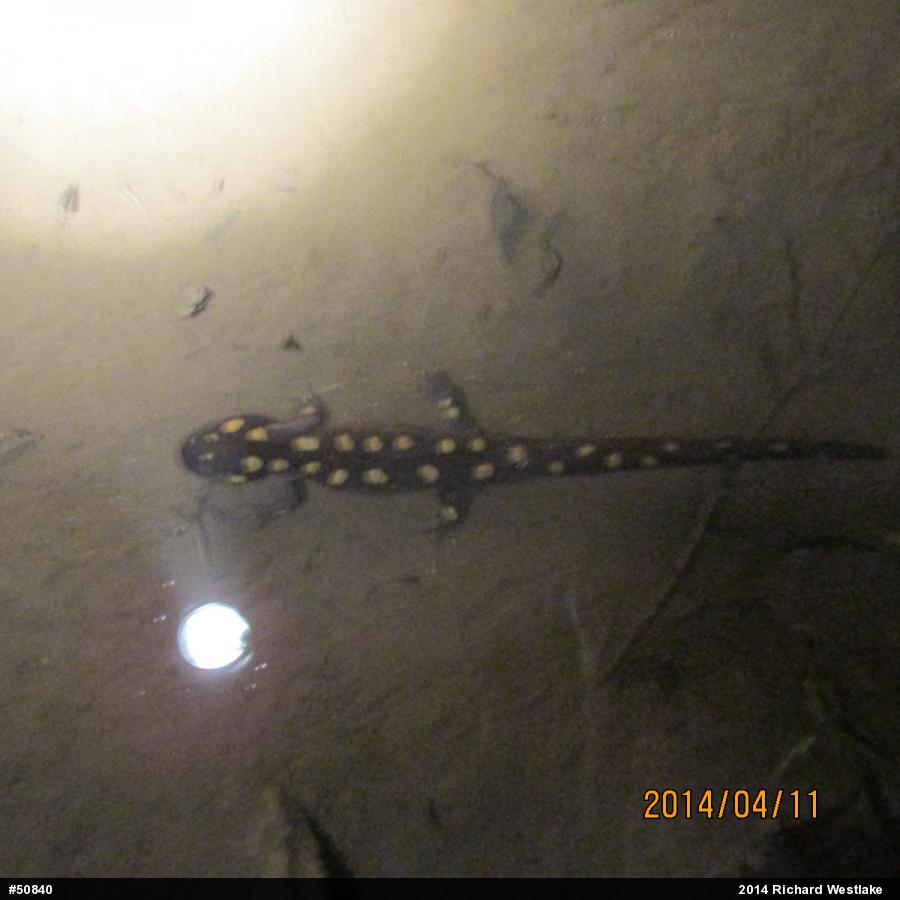 Spotted Salamander