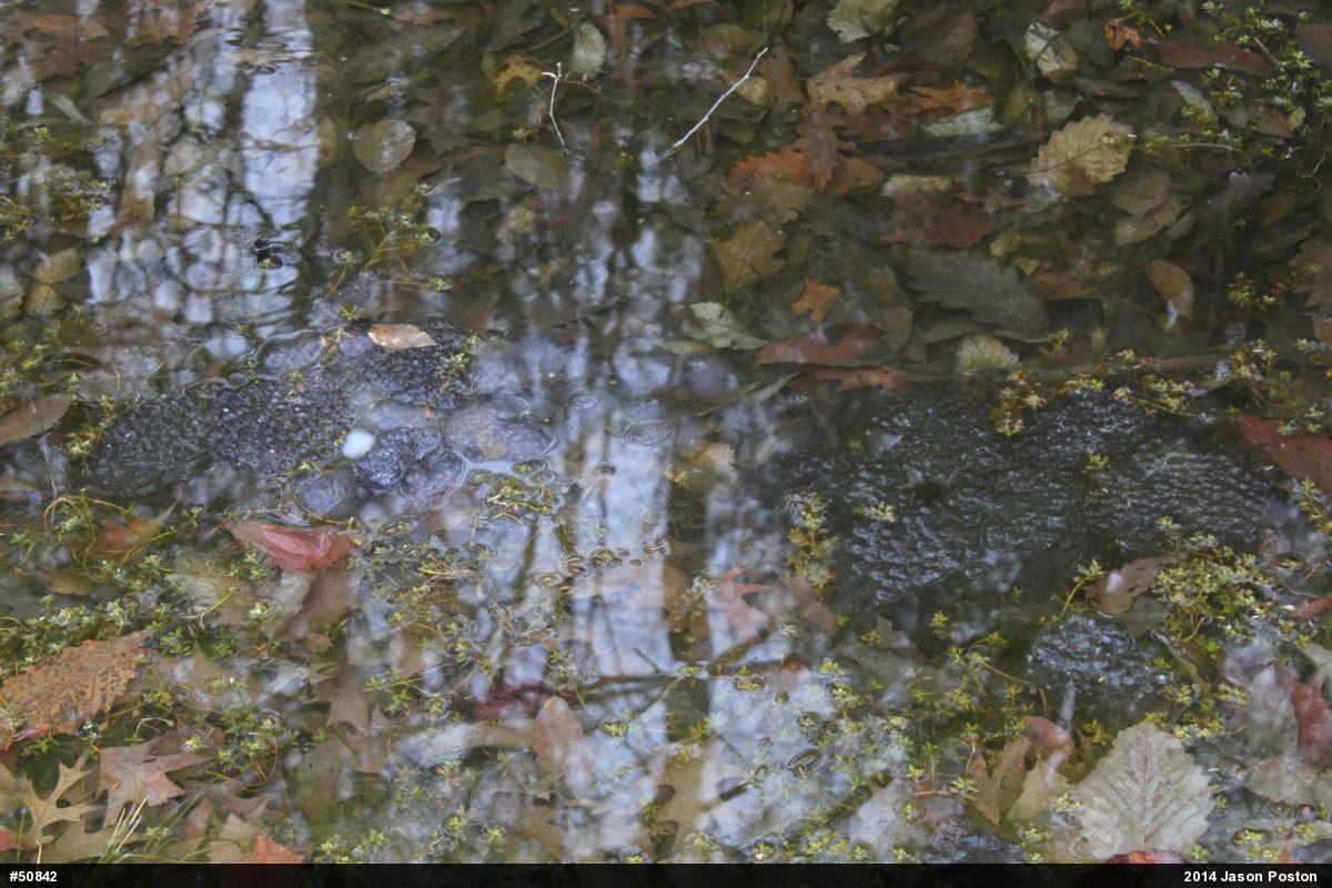 Wood Frog