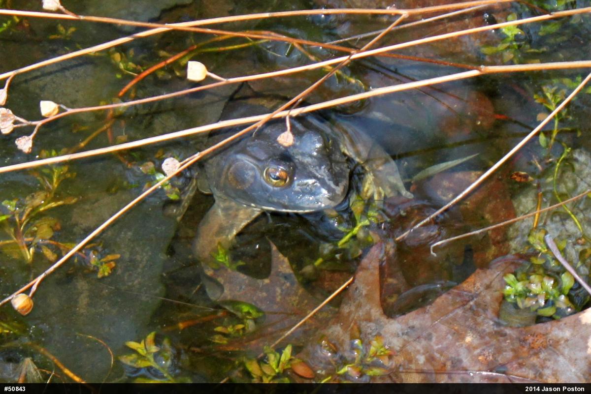 American Bullfrog