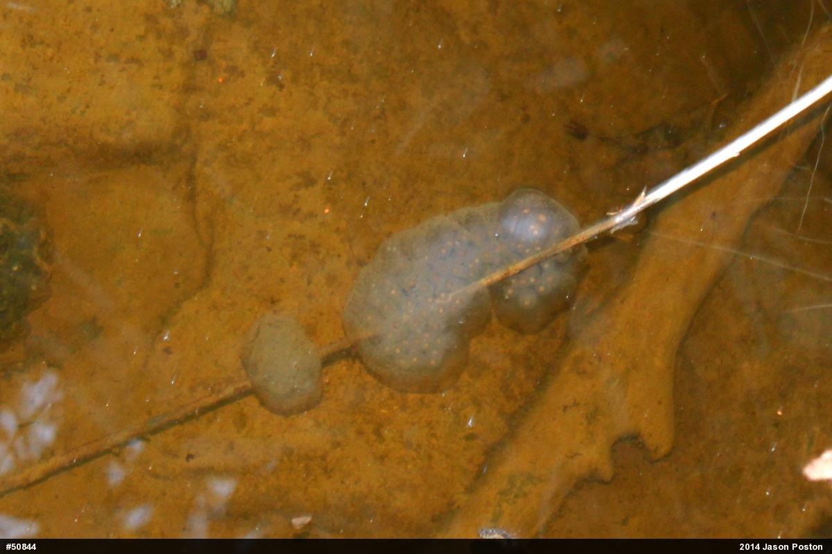 Spotted Salamander