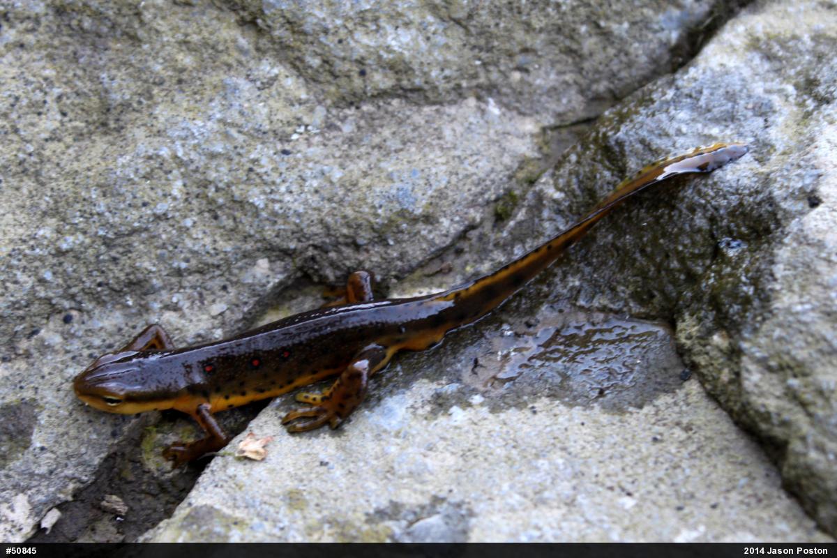 Red-spotted Newt