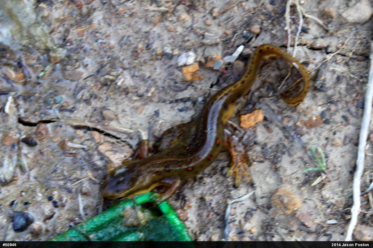 Red-spotted Newt