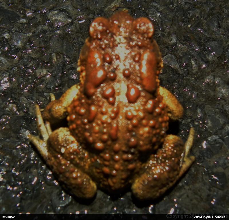 Eastern American Toad