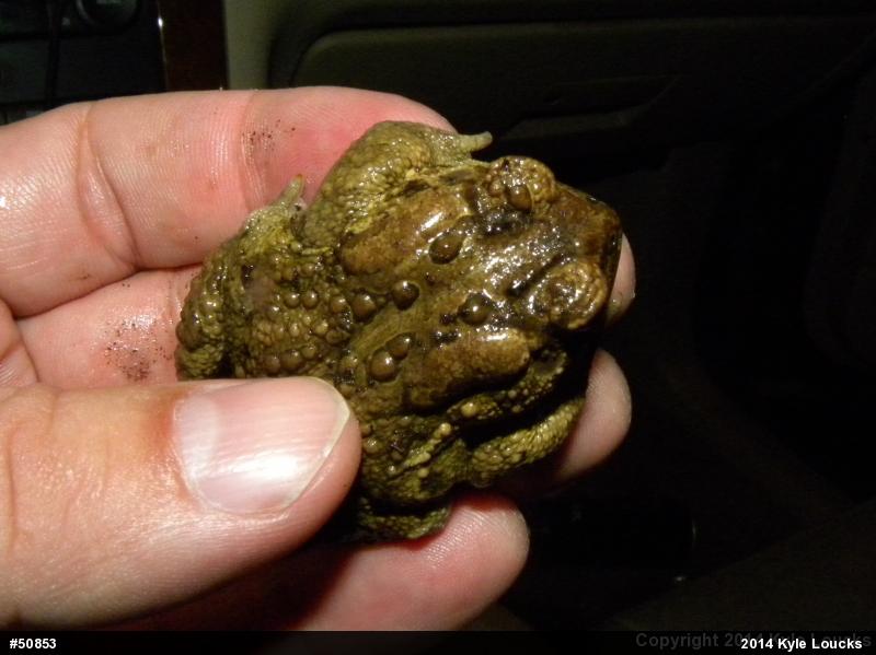 Eastern American Toad