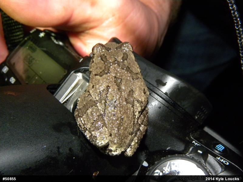 Unknown Gray Treefrog