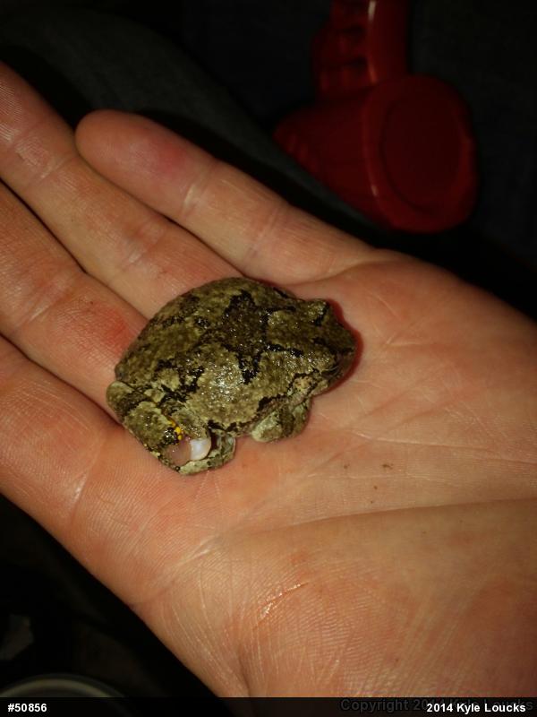 Gray Treefrog