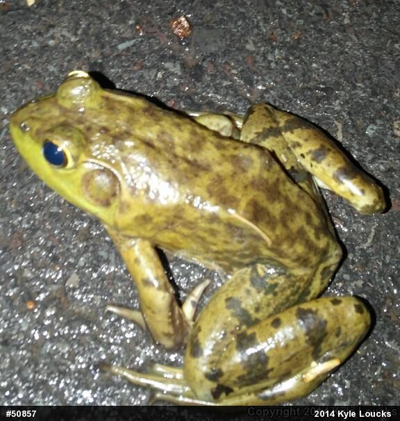 American Bullfrog