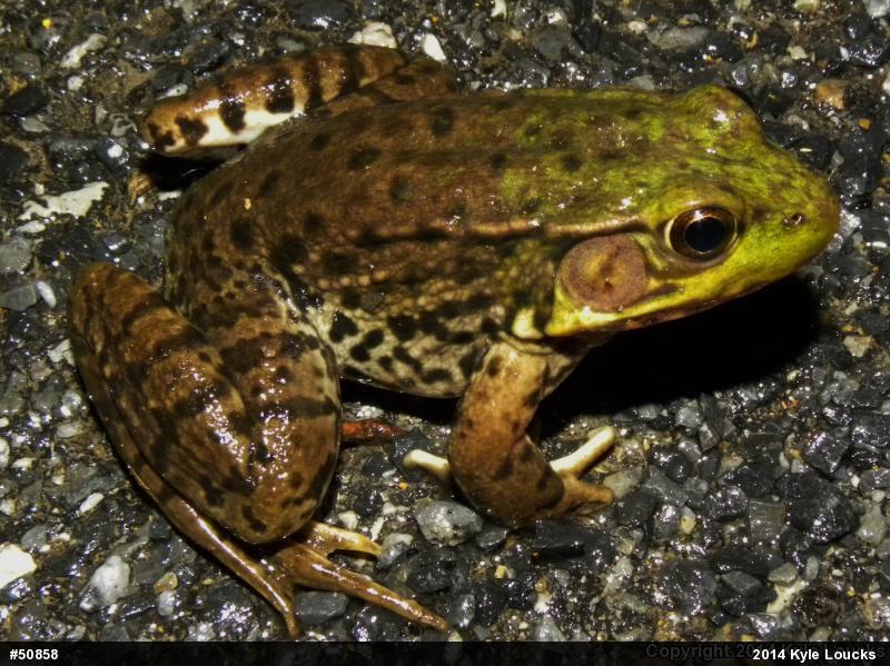 Green Frog