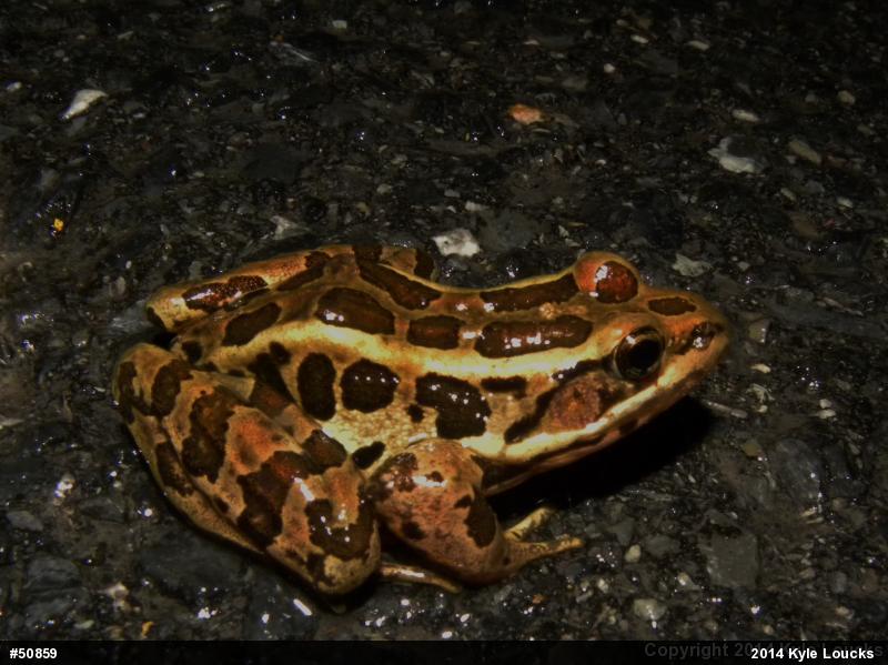 Pickerel Frog