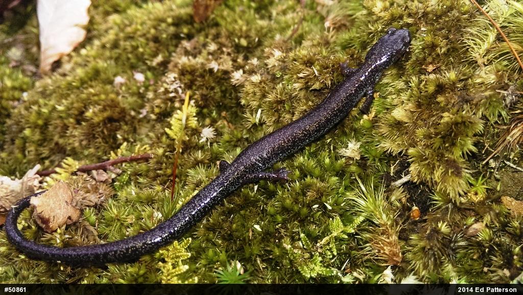 Valley And Ridge Salamander